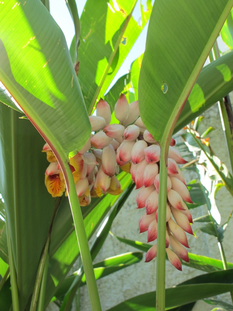037 Brazil flower