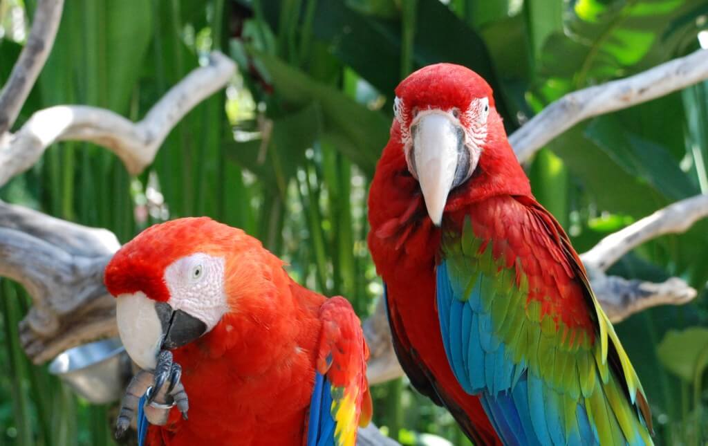 193 macaws