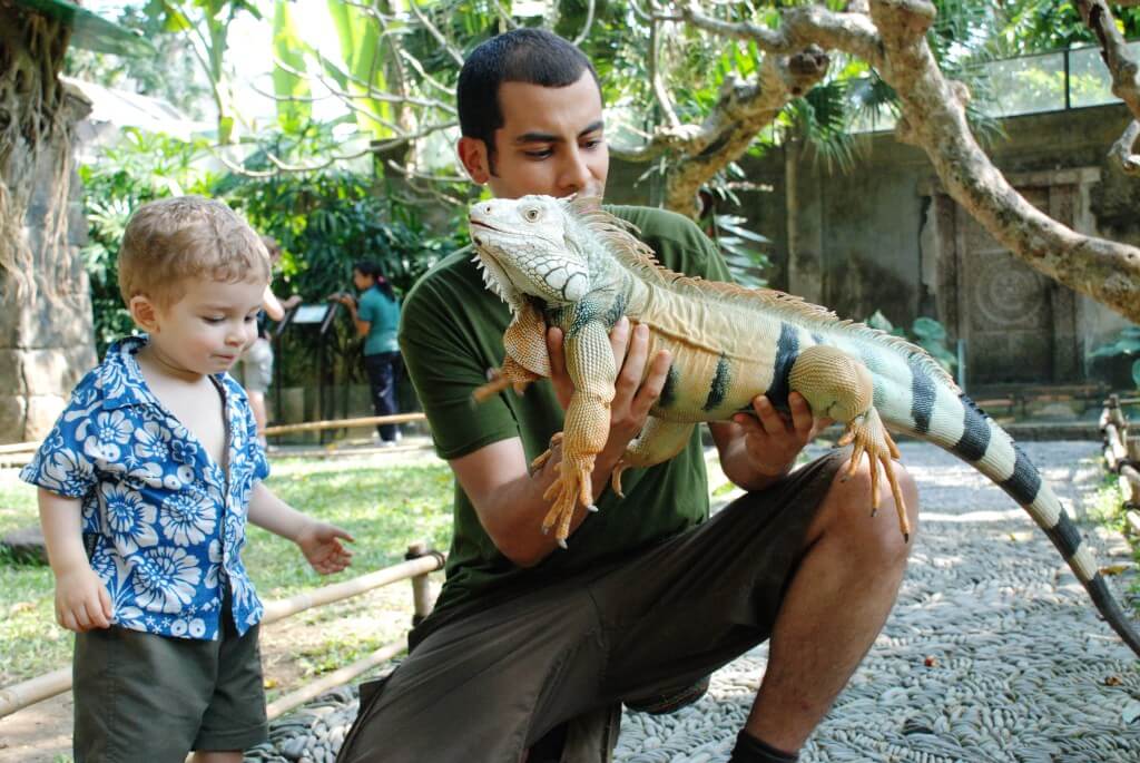 245 iguana