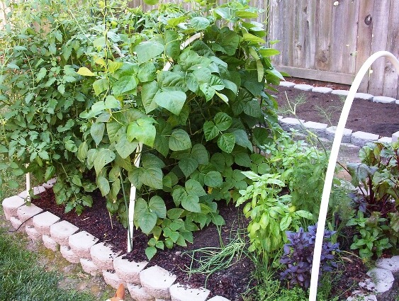 1918934485_a2ab0bb015_b raised beds