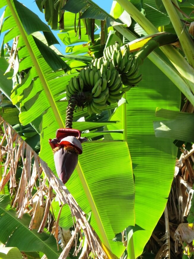 036 banana tree