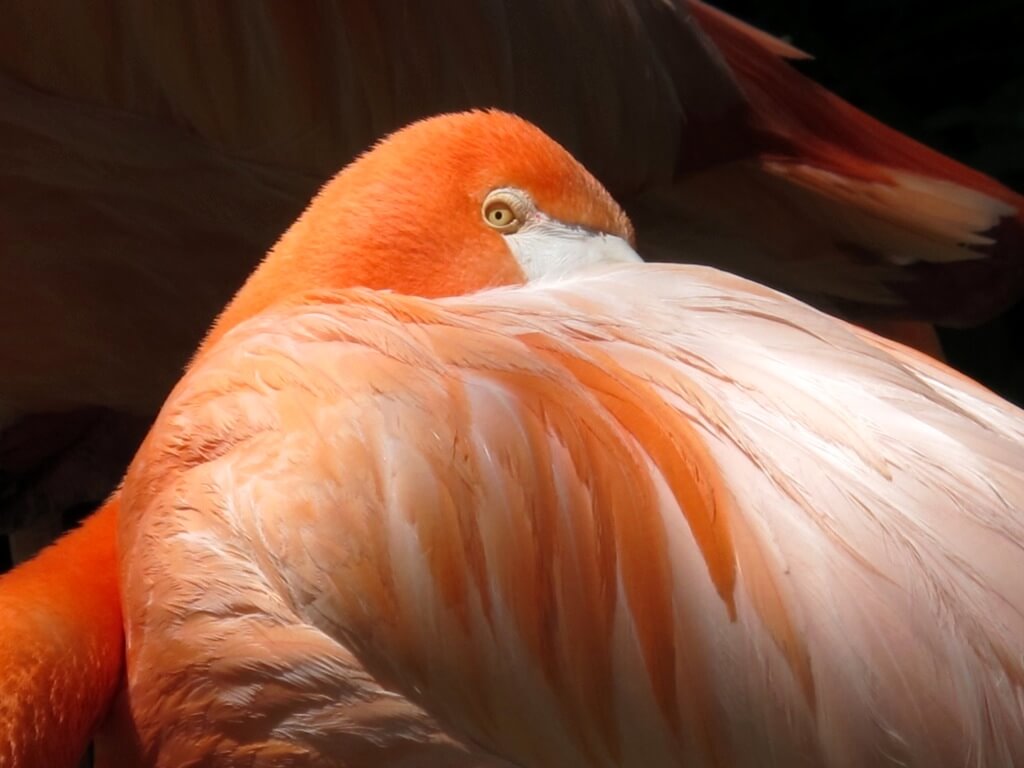 025 flamingo