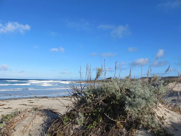 Asilomar State Beach