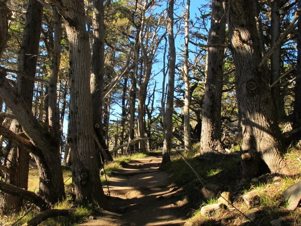 cypress grove cypress grove