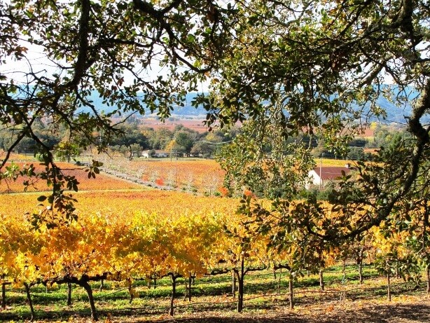 A Fall Must: Day Trip to Napa