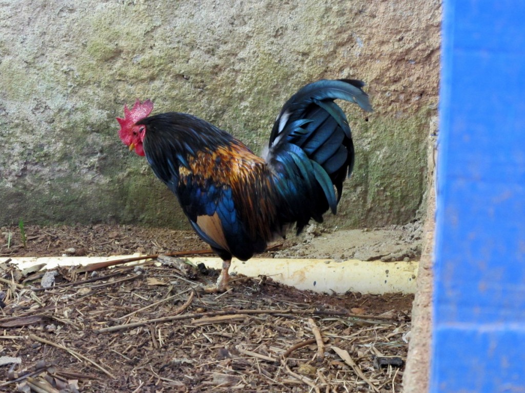 rooster brazil