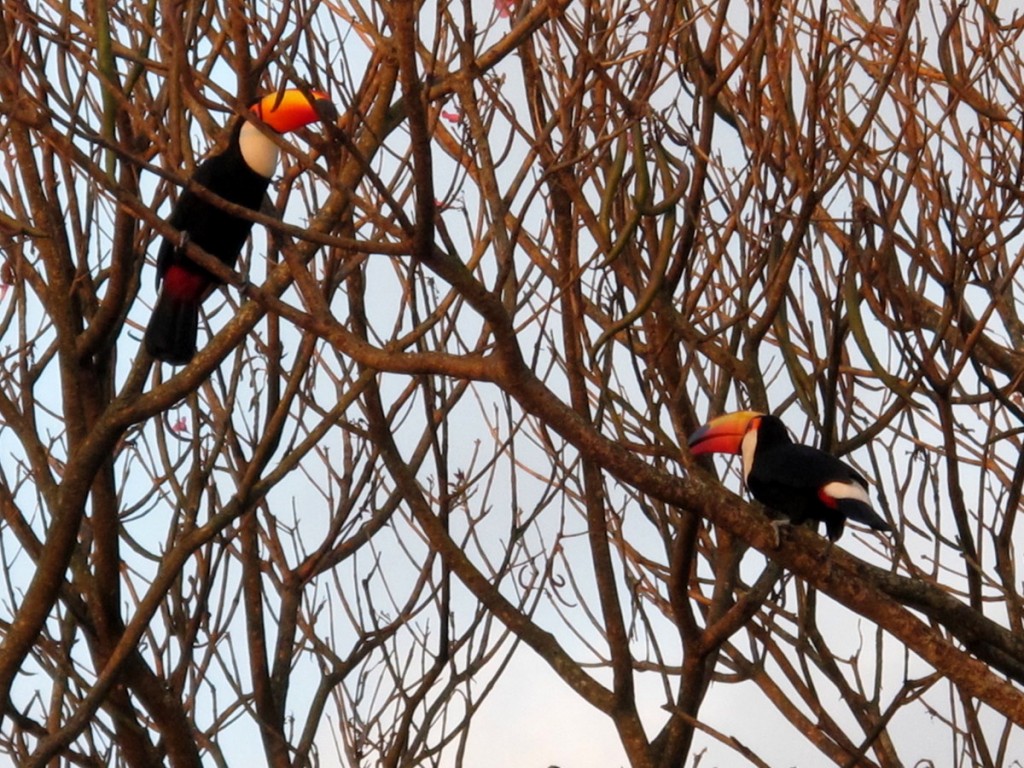 toucan couple
