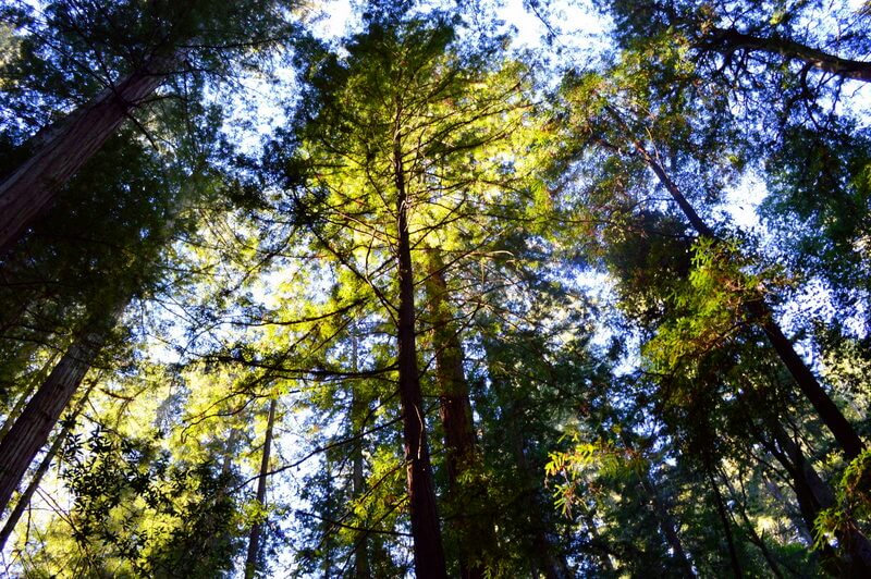 Where to see redwoods near Sonoma