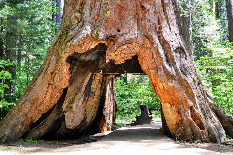 sequoias family travel gold country California