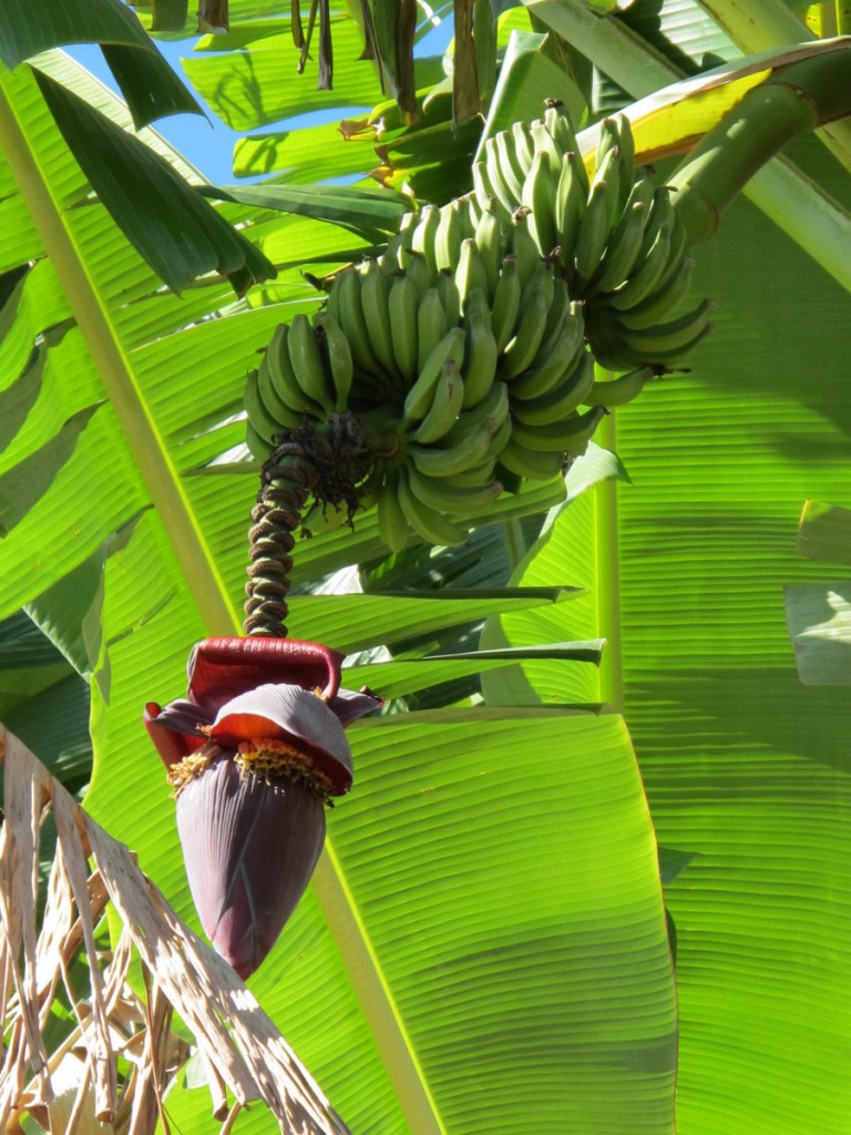 A Guide to the Fruit in Brazil: what does a banana tree look like