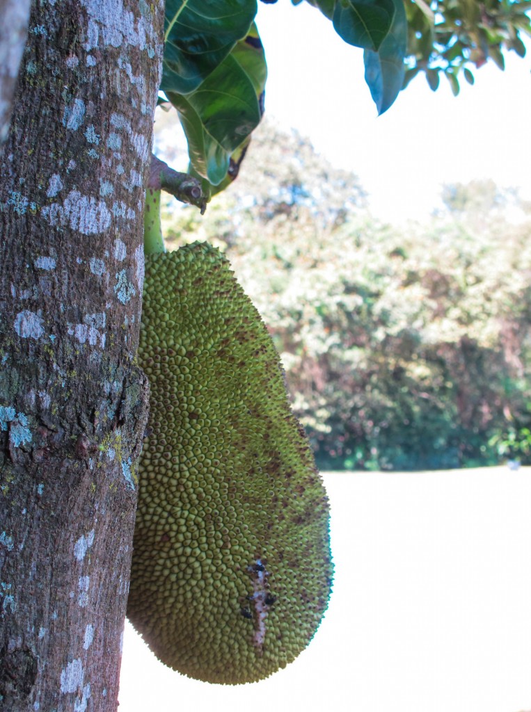 Jackfruit at Inhotim Art & Nature Park in Brazil | This Is My Happiness.com