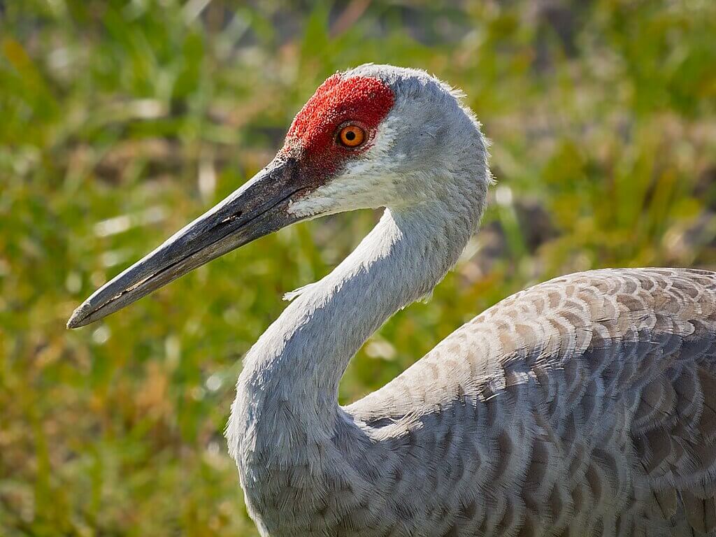 sandhill cranes california