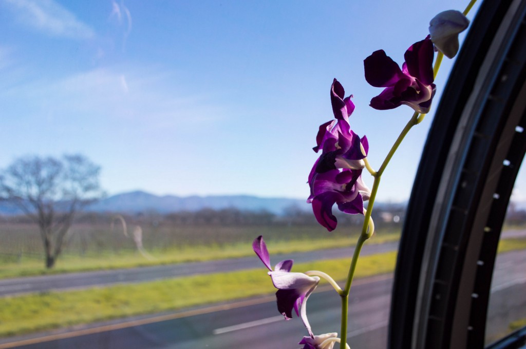 A Lunch Ride on the Napa Wine Train |This Is My Happiness