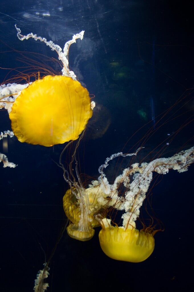 tips visit pier 39 aquarium