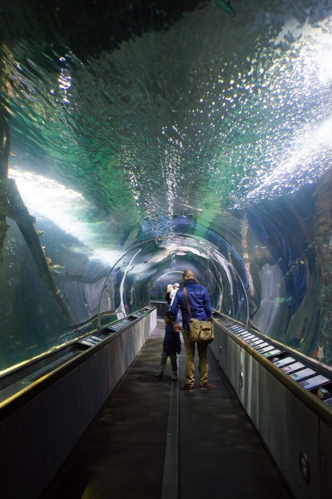 San Francisco aquarium