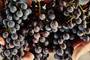 sustainable winemaking