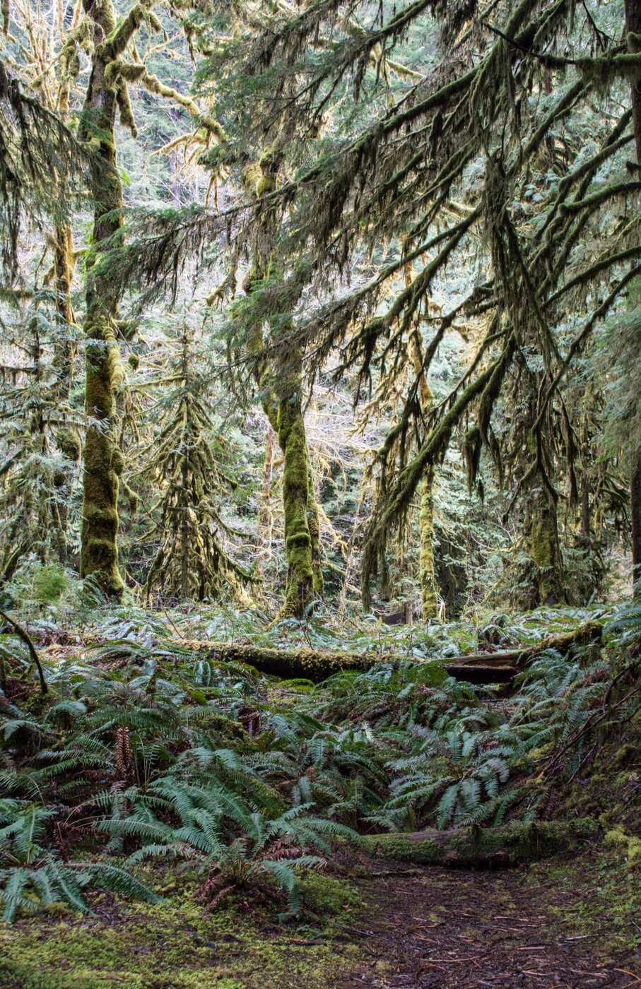 Marymere Falls Hike Olympic National Park