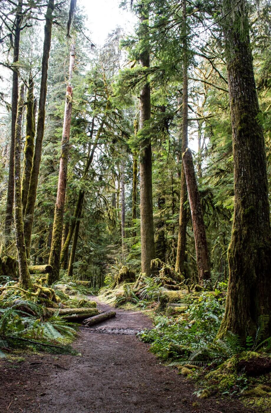 Easy Hike in Olympic National Park Rainforest