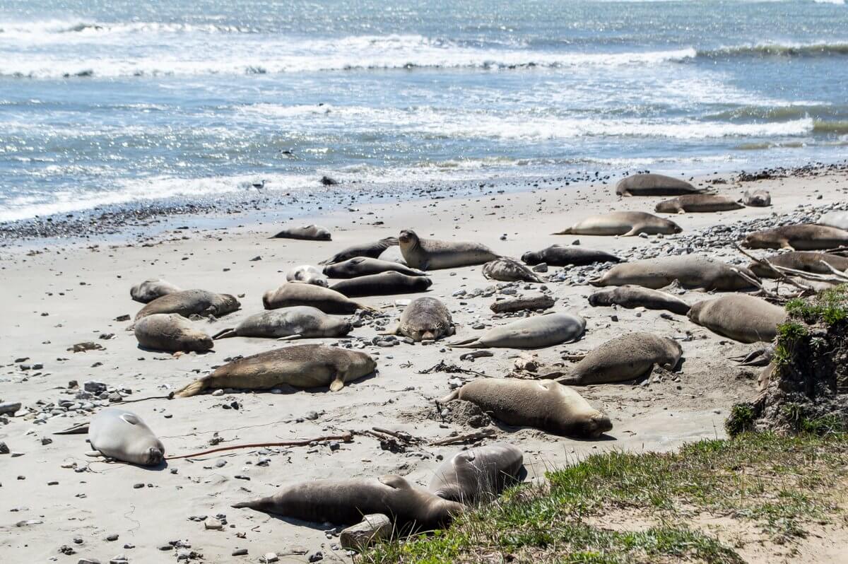 Where to See Elephant Seals A o Nuevo State Park