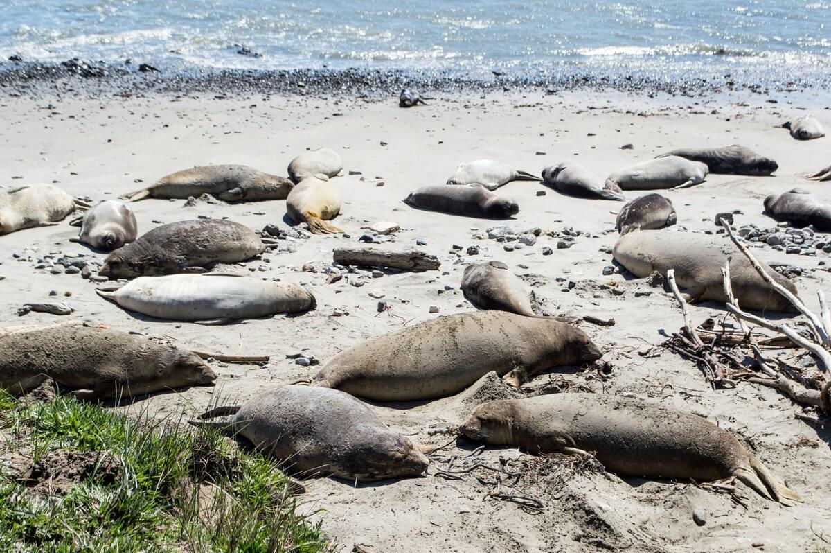 What to do in Northern California: Elephant seals at Ano Nuevo State Park