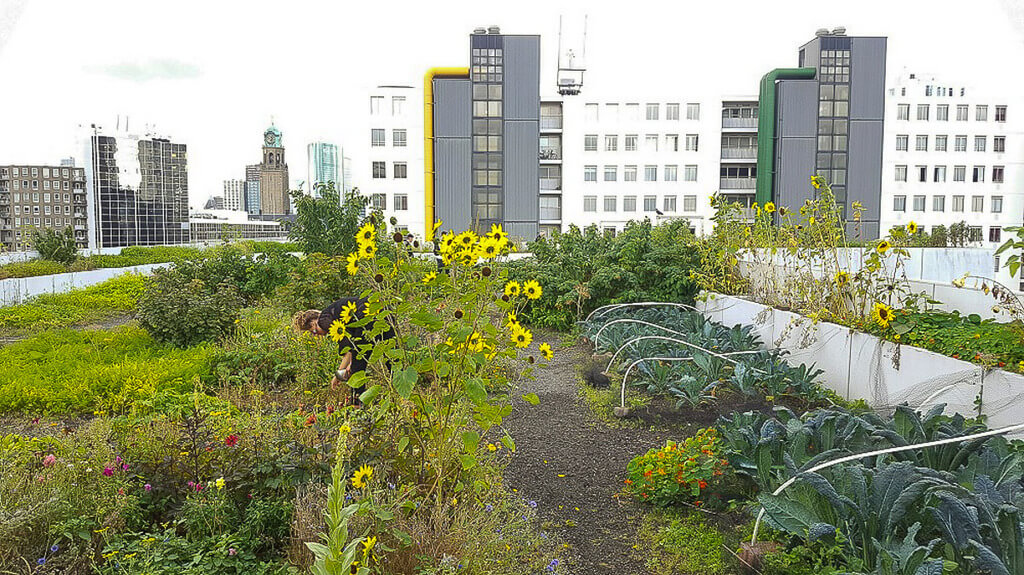 What it's like to live in Rotterdam: urban farms