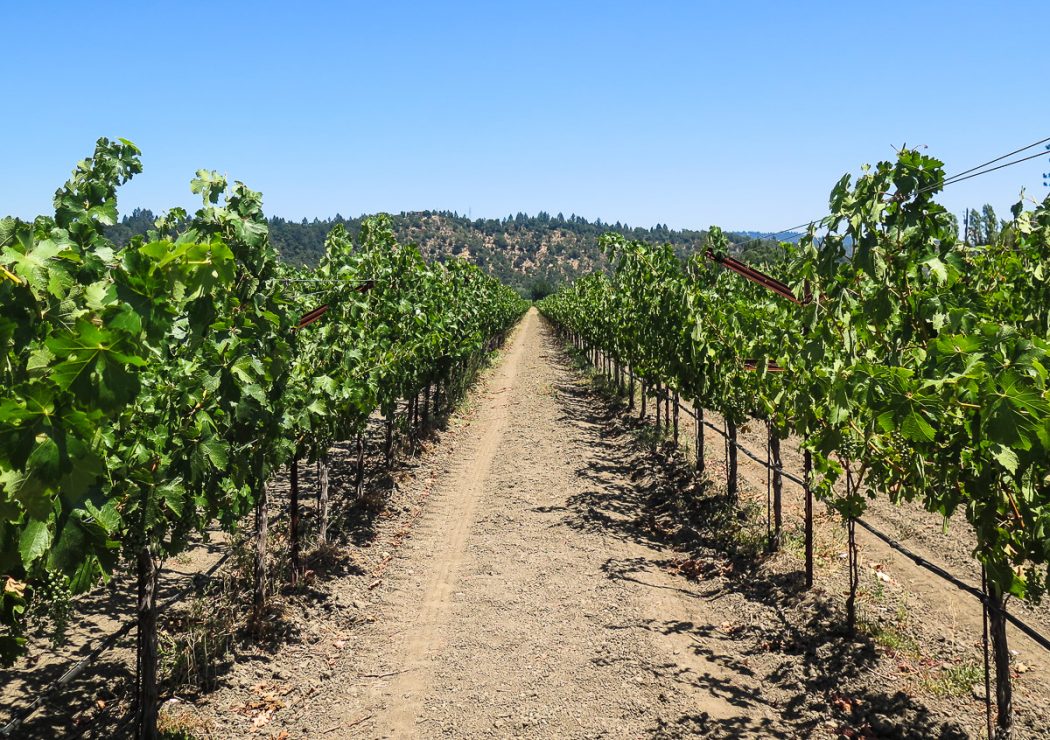 Family Friendly Visit To Napa Valley On