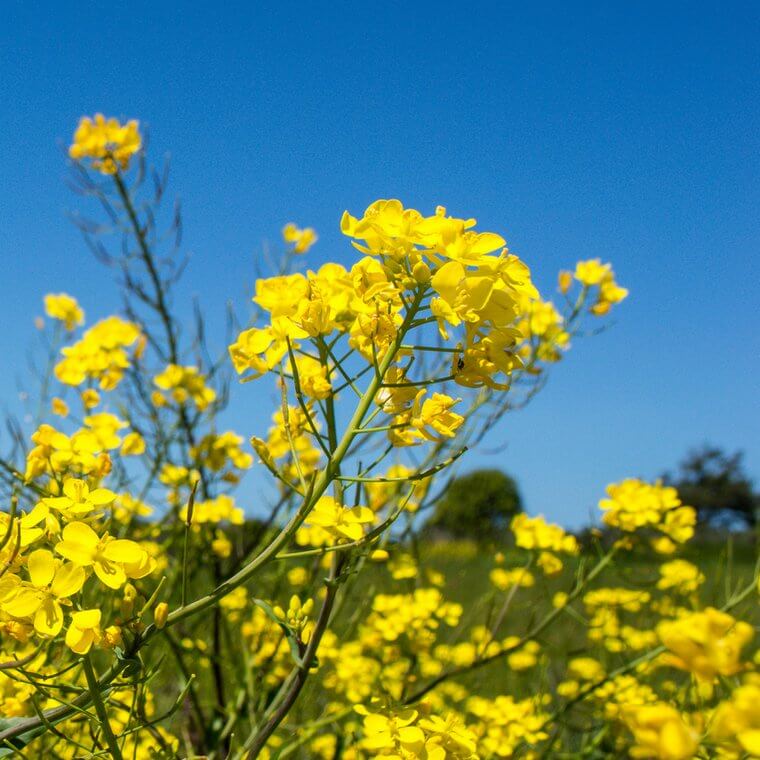 What to do in Northern California in February