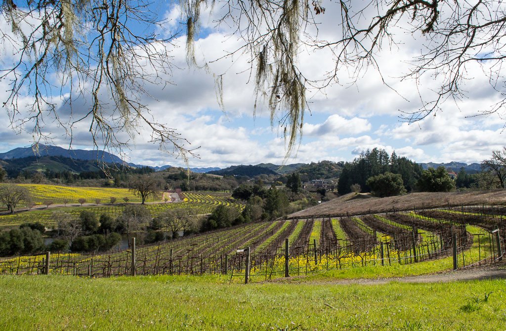 Sutro Wine: wine tasting in Alexander Valley