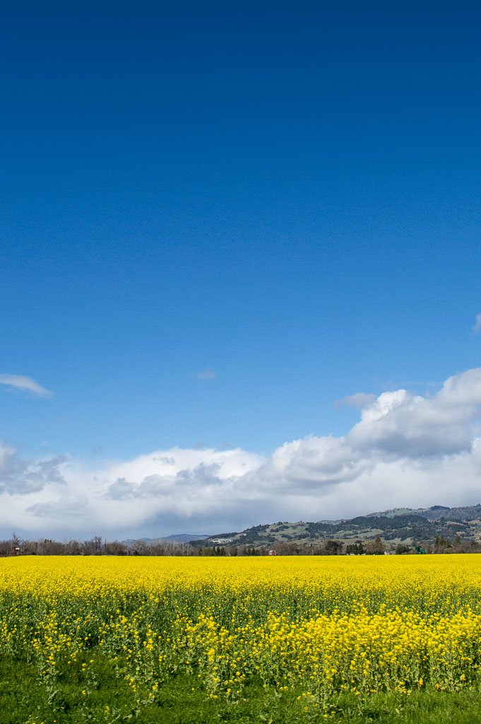 mustard vineyards