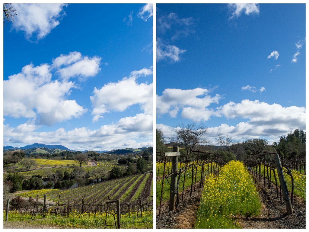Sutro Wine: sustainable winery in Alexander Valley