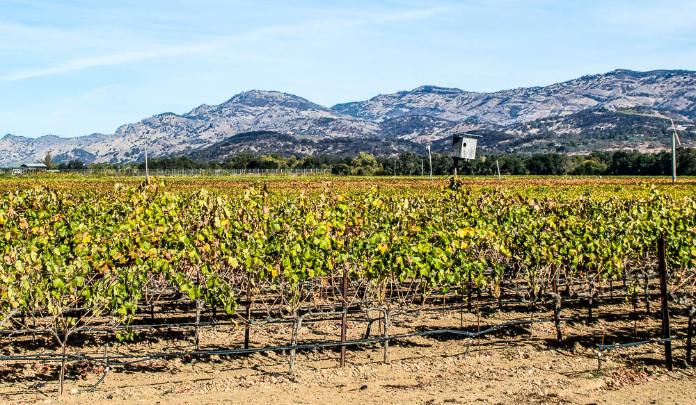 Napa Valley history: old vines at Biale Vineyards