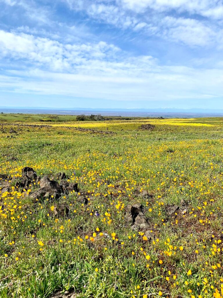 north table mountain ecological reserve: best wildflower hike