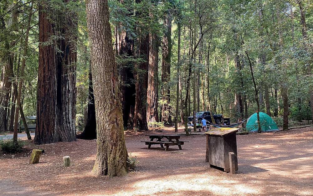 camping California: redwood campground
